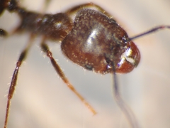 Pheidole hirtula