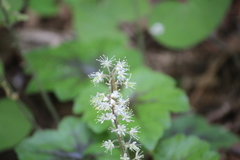 Tiarella cordifolia
