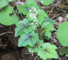 Tiarella cordifolia