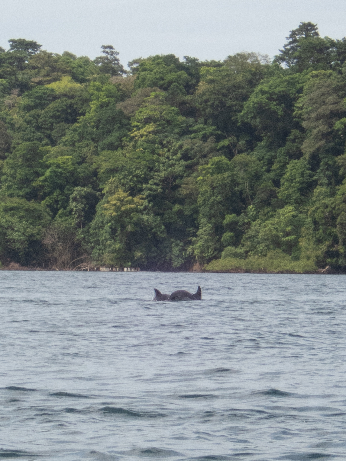 Tursiops truncatus