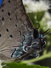 Pseudolycaena marsyas