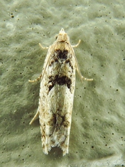 Pseudexentera spoliana