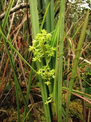Fuirena umbellata