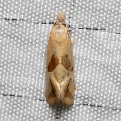 Eugnosta bimaculana