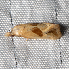Eugnosta bimaculana