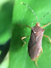 Anasa bellator