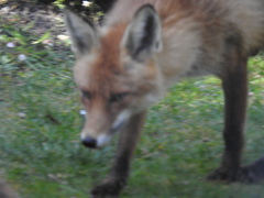 Vulpes vulpes
