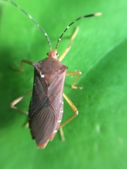 Anasa bellator