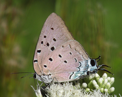 Pseudolycaena marsyas