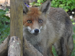 Vulpes vulpes