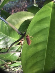Anasa bellator