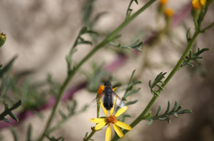 Senecio anthemidiphyllus