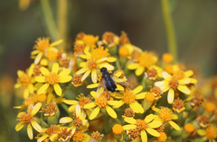 Senecio anthemidiphyllus