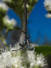 Pseudolycaena marsyas
