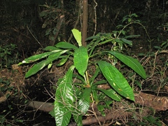 Grias cauliflora