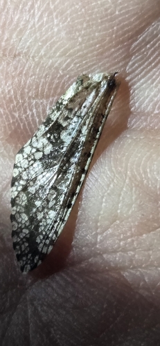 Carpenterworm Moth
