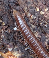 Ophyiulus pilosus