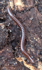 Ophyiulus pilosus