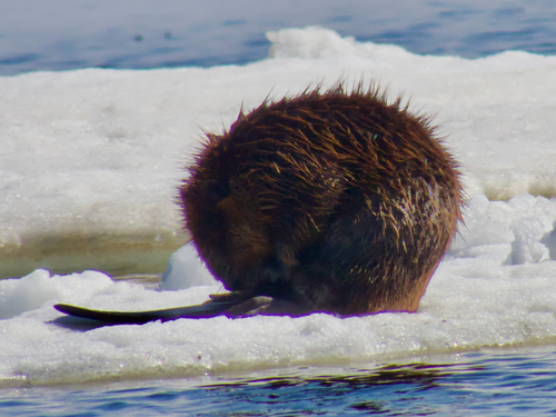 American Beaver photographed in Alaska