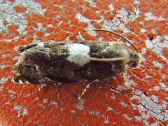 Cydia albimaculana