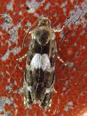 Cydia albimaculana