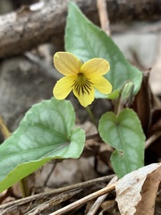 Viola hastata