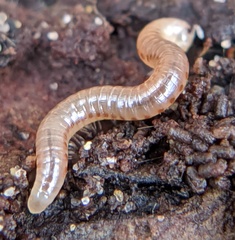 Cylindroiulus