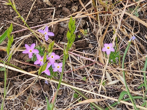 Leptosiphon androsaceus