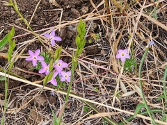 Leptosiphon androsaceus
