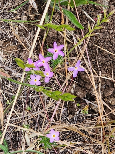 Leptosiphon androsaceus, photograph 1