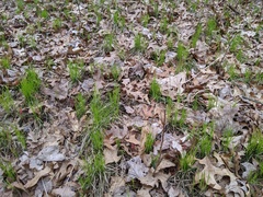 Carex pensylvanica