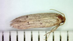 Holcocera chalcofrontella