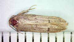 Holcocera chalcofrontella