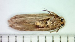 Holcocera chalcofrontella