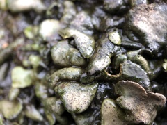 Dermatocarpon luridum