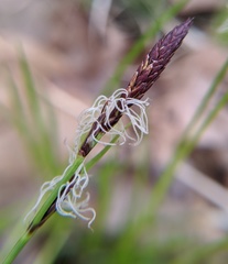 Carex pensylvanica