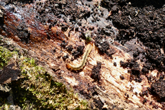 Dendroides canadensis