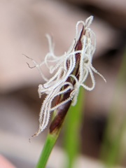 Carex pensylvanica