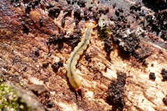 Dendroides canadensis