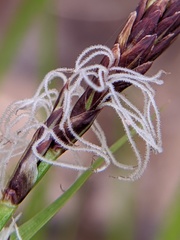 Carex pensylvanica