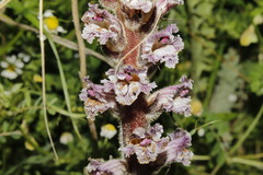 Orobanche crenata