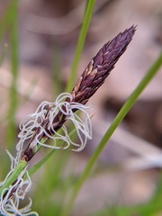 Carex pensylvanica