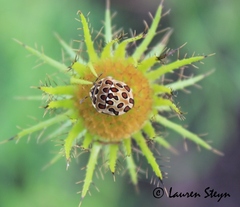 Sphaerocoris testudogrisea