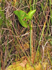 Montrichardia arborescens