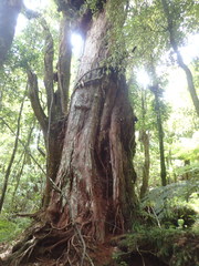 Lecanactis tibelliana