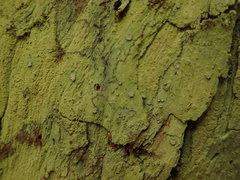 Lecanactis tibelliana