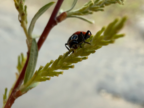 Ladybug