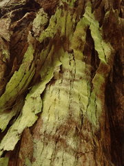 Lecanactis tibelliana
