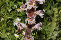 Orobanche crenata