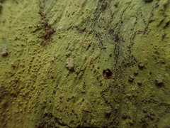 Lecanactis tibelliana